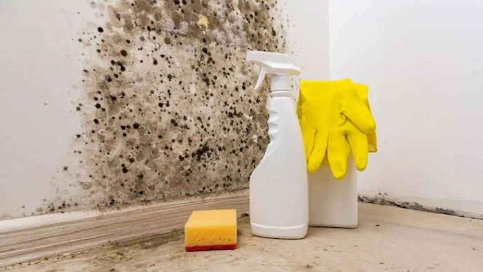 Black mold on a wall above the baseboard beside cleaning spray and gloves
